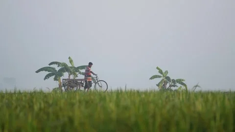 View of a man pushing a cart through a misty field, Bangladesh. Stock Footage 335588370