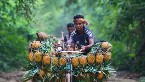 View of a man pushing pineapples on a bicycle in Madhupur, Bangladesh. Stock Footage 336428567