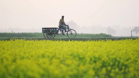View of a man riding a bicycle cart through mustard fields, Bangladesh. Stock-Footage 334973246