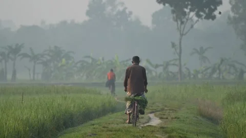 View of a man riding a bicycle through misty rice fields, Bangladesh. Stock Footage 334961410