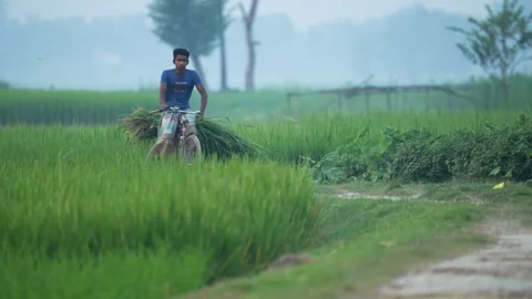 View of a man riding a bicycle through rice fields in Bangladesh. Video stock 334962379