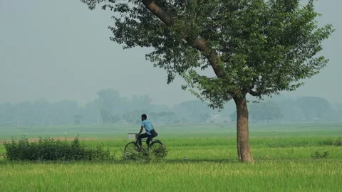 View of a man riding a bicycle through green fields in Bangladesh. Video stock 334970339