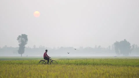 View of a man riding a bicycle through misty rice fields, Bangladesh. Video stock 334979865