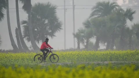 View of a man riding a bicycle through mustard fields, Bangladesh. Video stock 334986908