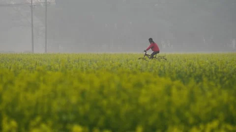 View of a man riding a bicycle through a mustard field, Bangladesh. Stock Footage 334986962