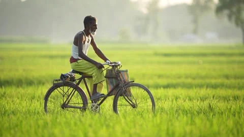 View of a man riding a bicycle through green rice fields, Bangladesh. Vídeos de archivo 335650849