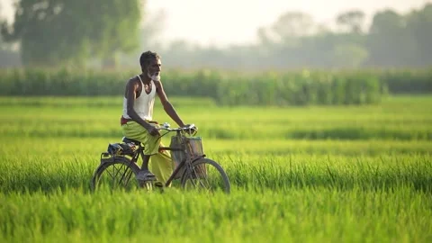 View of a man riding a bicycle through green rice fields, Bangladesh. Vídeo Stock 335650884