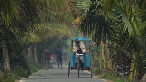 View of a man riding a rickshaw on a palm-lined road, Bangladesh. Stock Footage 334972193