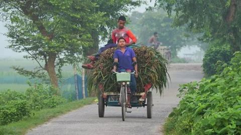 View of a man riding a tricycle loaded with green fodder, Bangladesh. 스톡 동영상 335552111