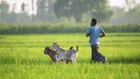 View of a man running with goats in a green field, Bangladesh. Видео 335651113