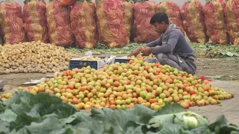 View of a man sorting fresh tomatoes at a local market, Bangladesh. Video stock 335022191