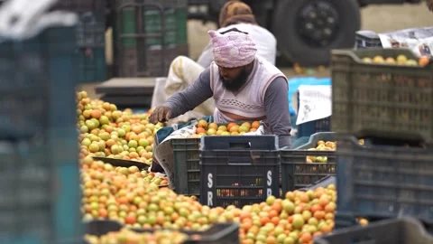 View of a man sorting fresh tomatoes in a market, Bangladesh. Stock Footage 336426948