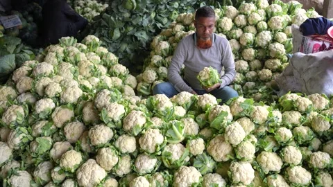 View of a man sorting piles of fresh cauliflowers, Bangladesh. 스톡 동영상 335017196