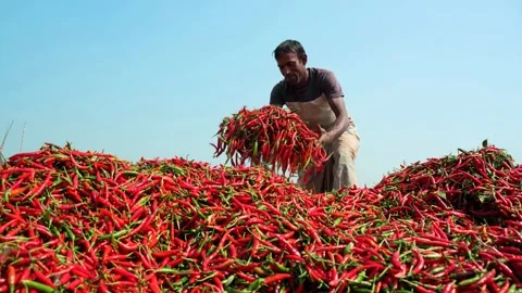 View of a man sorting red chili peppers in Bogura, Bangladesh. Stock-Footage 334948274