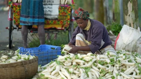 View of a man sorting white radishes in Bogura, Bangladesh. Stock Footage 335021288
