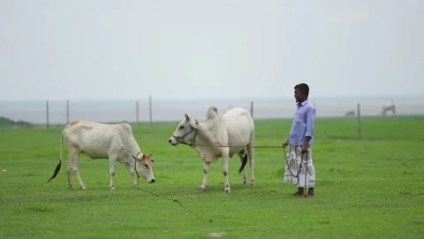 View of a man tending to white cows in a lush green field, Bangladesh. Stock Footage 336429071