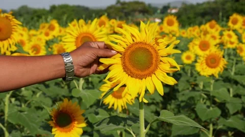 View of man touching sunflower in field Stock Footage 156955774