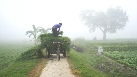 View of a man transporting fodder on a bicycle cart, Bangladesh. Video stock 334986411