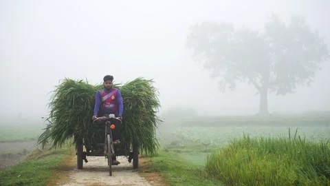 View of a man transporting grass on a bicycle, Bangladesh. Stock Footage 334986334