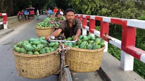View of a man transporting green mangoes on a bicycle, Bangladesh. Stock Footage 336427979