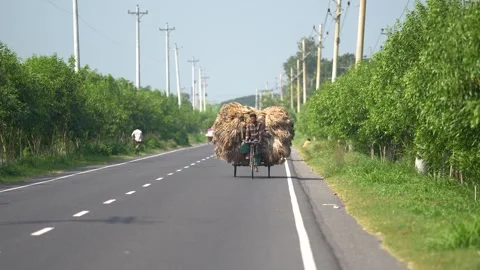View of a man transporting a large load on a bicycle, Bangladesh. Video stock 334958399