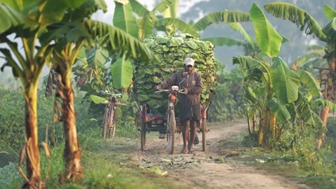 View of a man transporting leaves through a plantation, Bangladesh. Video stock 335017933