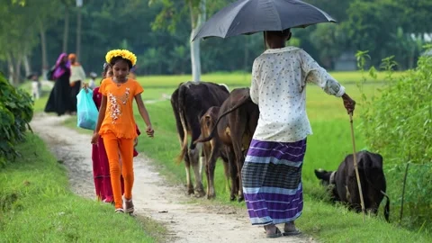 View of a man with an umbrella walking with cows in Bogura, Bangladesh. Video stock 335584153