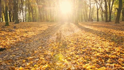 View of a man walking along a path in an autumn park or forest. Stock Footage 218630697
