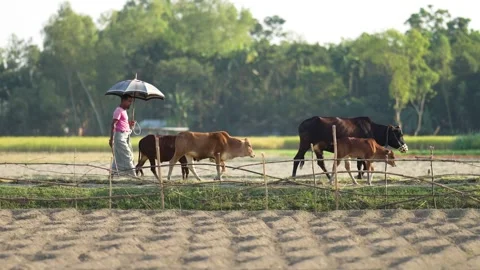 View of a man walking with cattle in a rural field, Bangladesh. Video stock 334979527