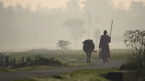 View of a man walking a cow on a misty rural road in Bangladesh. Video stock 335587883