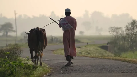 View of a man walking with a cow on a misty rural road, Bangladesh. Vídeos de archivo 335587941