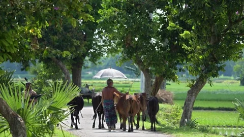View of a man walking with cows on a rural road, Bangladesh. Stock Footage 334956675