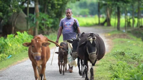View of a man walking with cows on a rural road in Bogura, Bangladesh. Stock-Footage 334979625