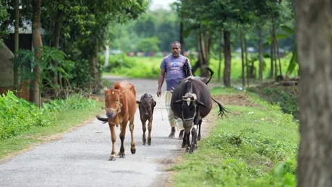 View of a man walking with cows on a rural road, Bangladesh. 스톡 동영상 334979649