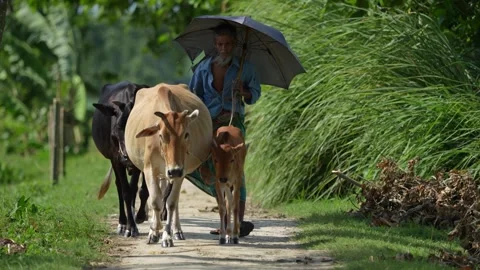 View of a man walking with cows under an umbrella, Bangladesh. Video stock 334955391