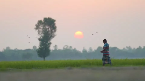 View of a man walking in a field at sunset in Bogura, Bangladesh. Stock-Footage 334979893