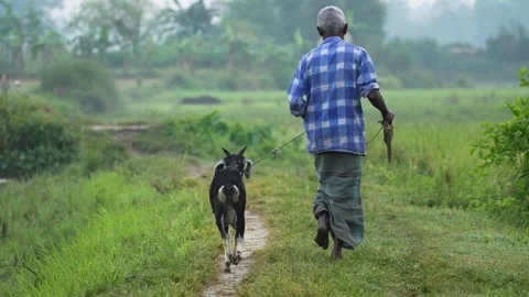 View of a man walking a goat on a path in Bogura, Bangladesh. Vídeos de archivo 334966906