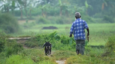 View of a man walking with a goat in a rural field, Bangladesh. Video stock 334966800