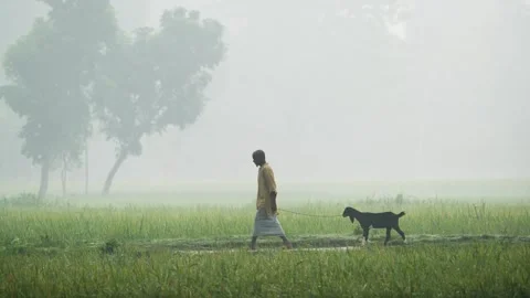 View of a man walking a goat through misty green fields, Bangladesh. Video stock 335548279