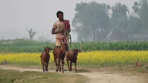View of a man walking with goats in rural Bogura, Bangladesh. Video stock 334972249