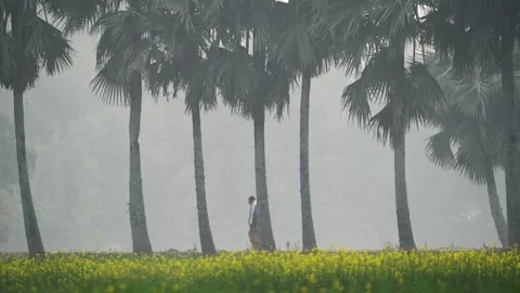 View of a man walking by palm trees and mustard fields, Bangladesh. Vídeo Stock 335599544