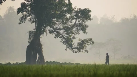 View of a man walking past a large tree in a misty field, Bangladesh. Stock-Footage 335591344