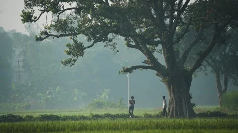 View of a man walking past a large tree in Bogura, Bangladesh. Stock Footage 335591508