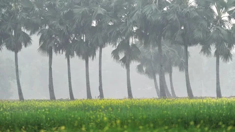 View of a man walking past palm trees and mustard fields, Bangladesh. Stock Footage 335599065