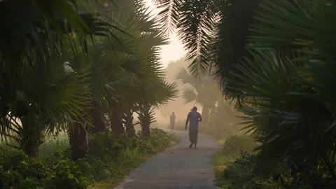 View of a man walking on a path lined with palm trees, Bangladesh. Stock Footage 335590006