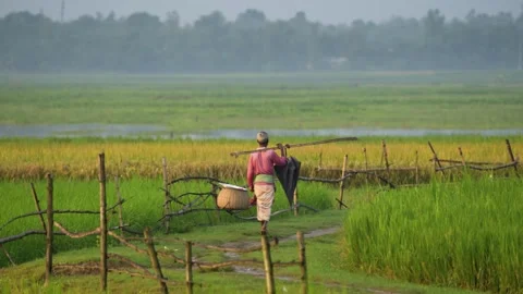 View of a man walking through lush rice fields, Bangladesh. 動画素材 334969194