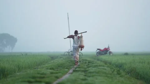 View of a man walking through misty rice fields in Bogura, Bangladesh. Stock-Footage 334960167