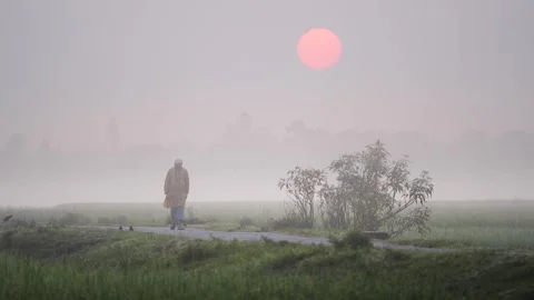 View of a man walking through a misty field at sunrise, Bangladesh. Stock-Footage 335554710