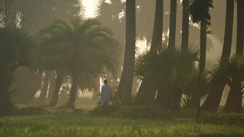 View of a man walking through a misty palm grove, Bangladesh. Stock-Footage 335599594