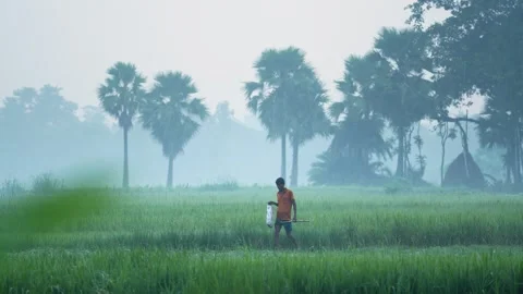 View of a man walking through misty rice fields in Bogura, Bangladesh. Stockbeeldmateriaal 335599831